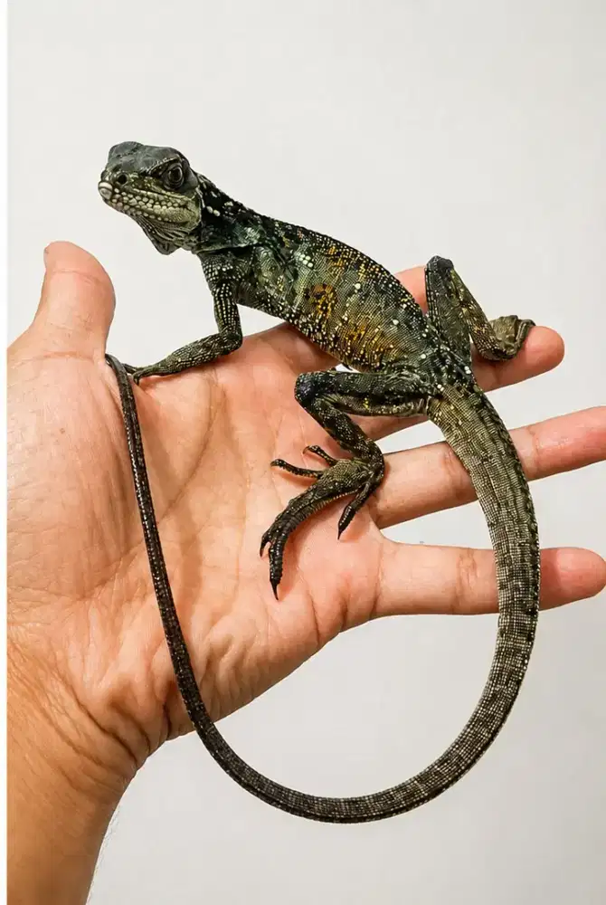 Kadal peliharaan jinak baby