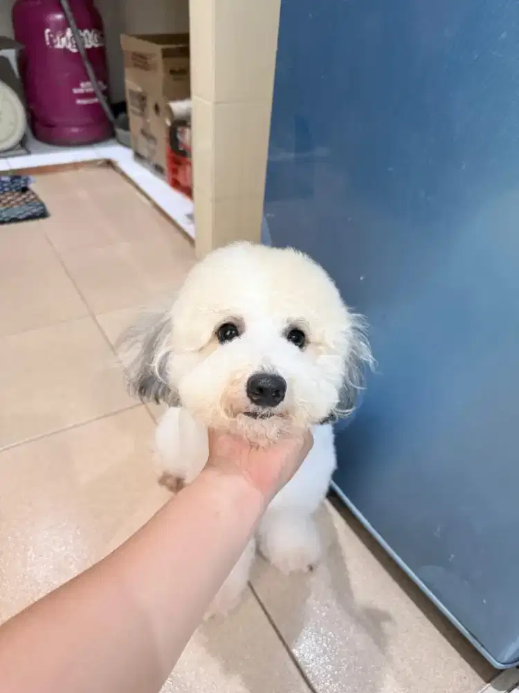 Poodle GRATIS Bichon