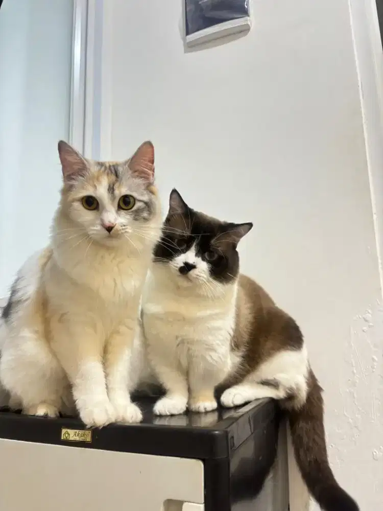 Open for adoption Munchkin x Persian mix