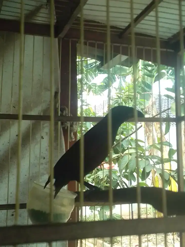 Muray papau GI DOKOR rawatan lama 500 burja