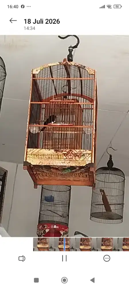 Jual burung ,Kacer dada putih