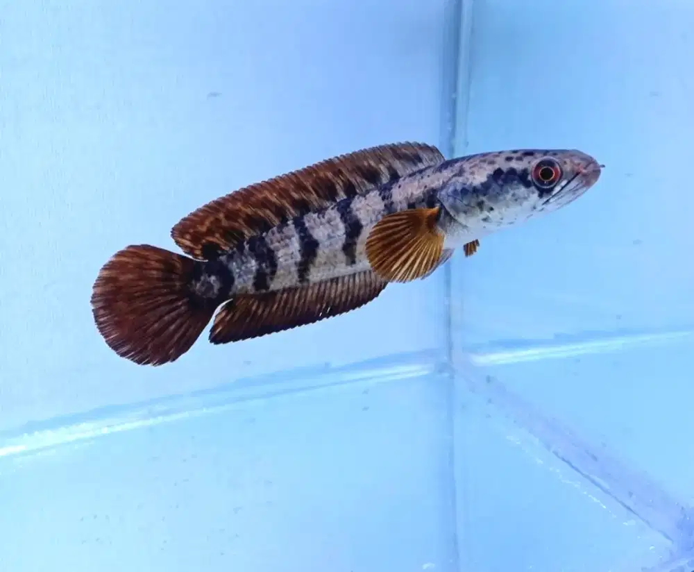 Chana maru red barito