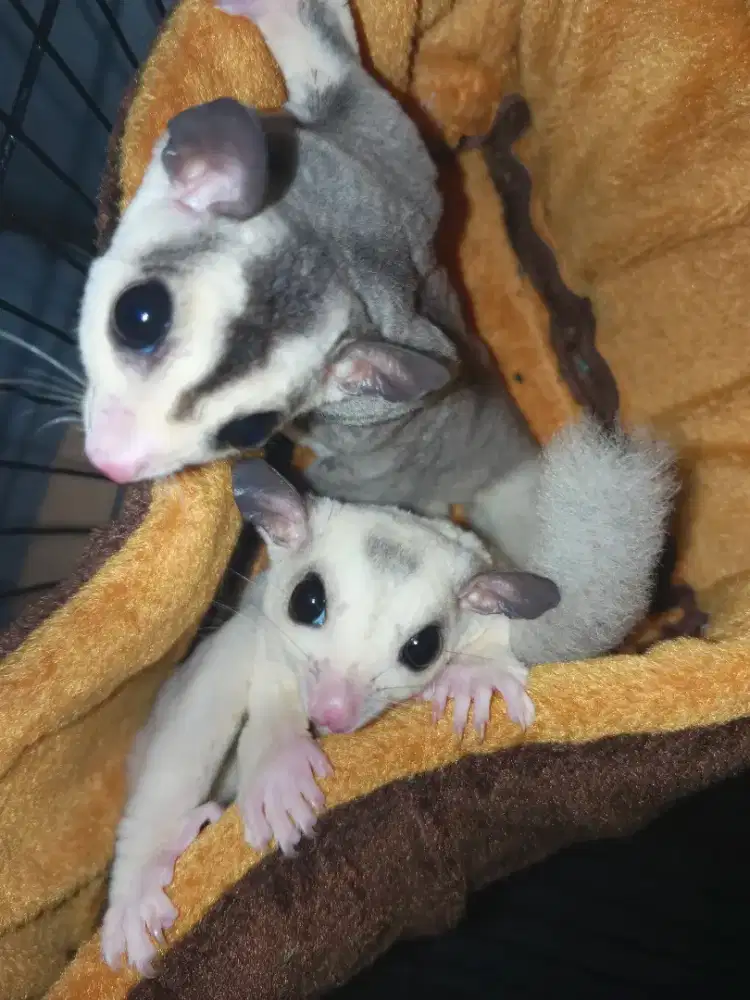 Sugar glider sepasang