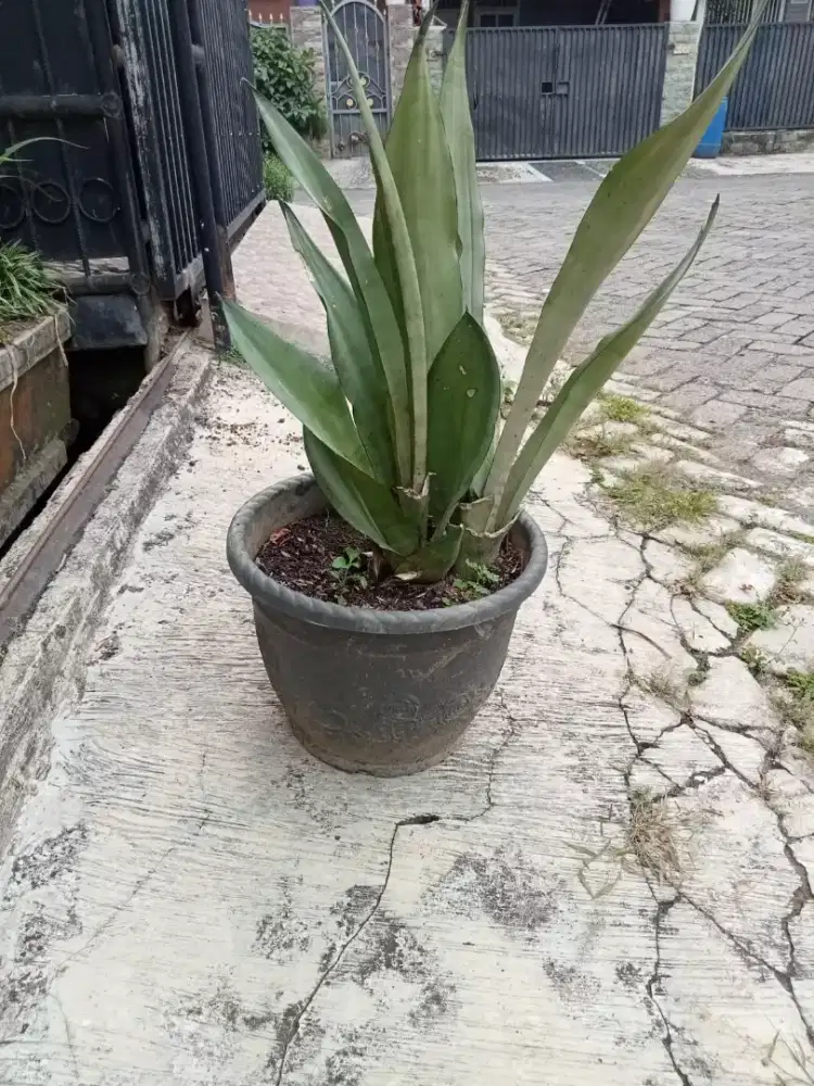 Tanaman Hias Sansivera Silver