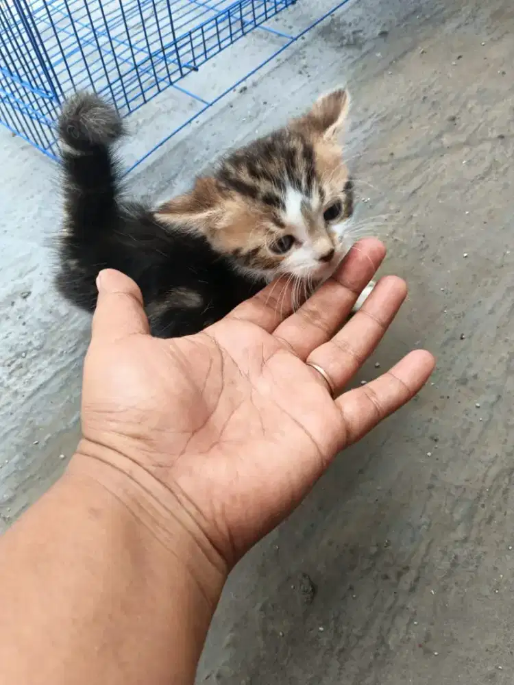 Open adopsi kitten Munchkin x bngl