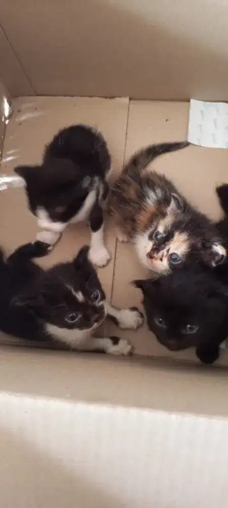 Rare cute kitten 3 colours