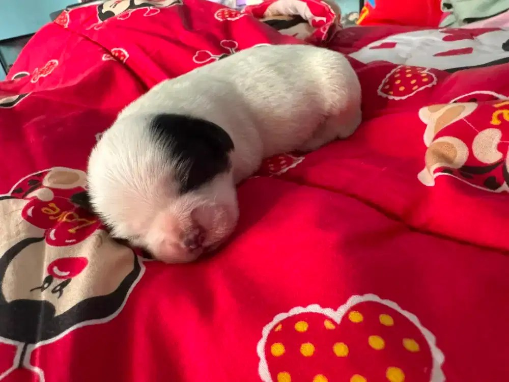 anak anjing maltisu betina open booking