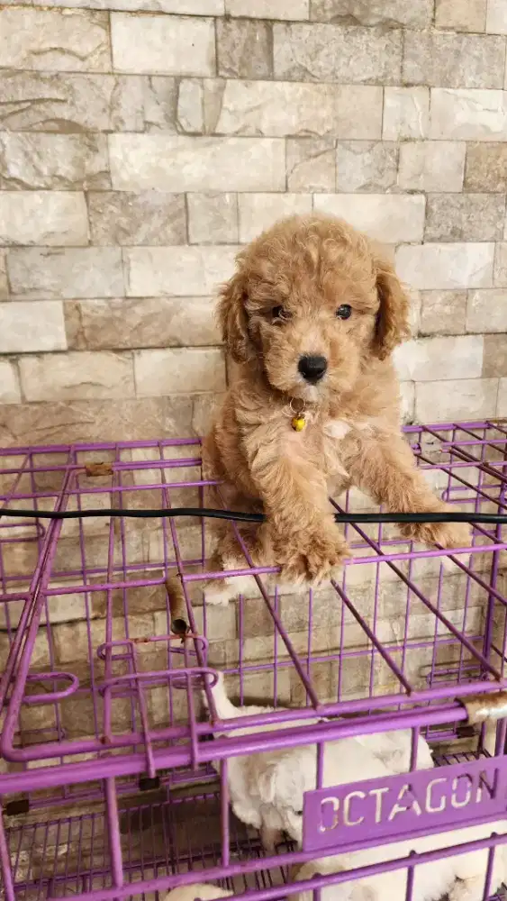 Anakan Poodle Jantan murahhh