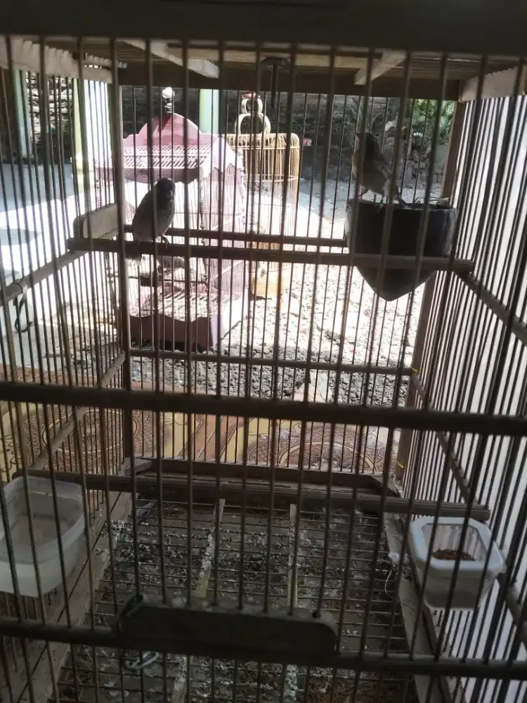 Sumerini sepasang