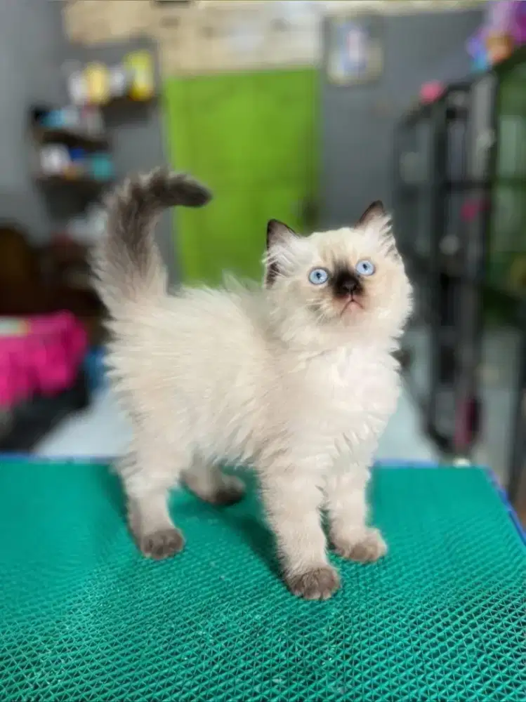 kucing kitten anakan anggora persia himalaya ragdoll munchkin