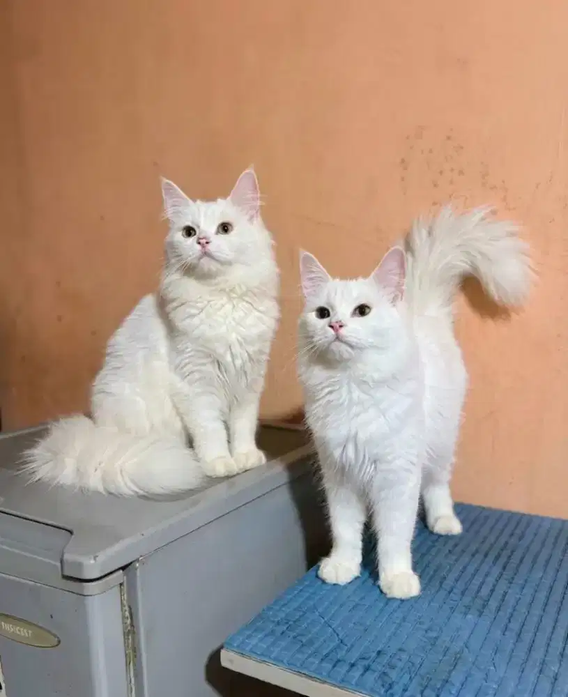 kucing kitten anakan anggora persia himalaya mainecoon ragdoll