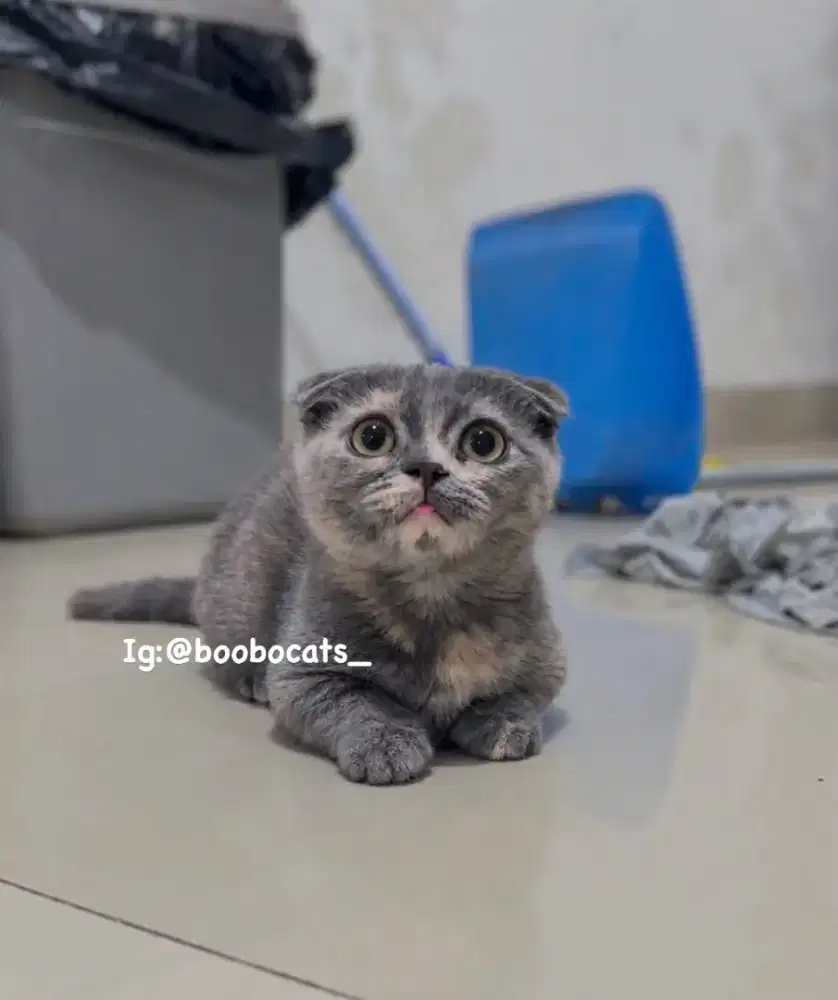 Munchkin Gaelic Fold Blue Tortie