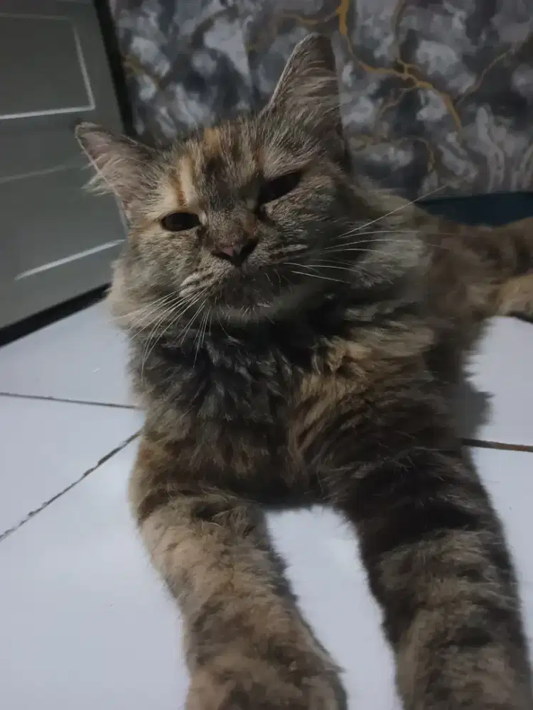 Persia medium longhair
