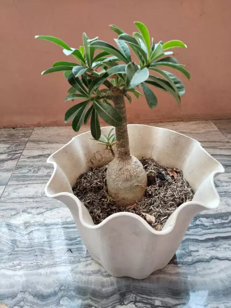 Bunga Adenium Bonggol Bulat