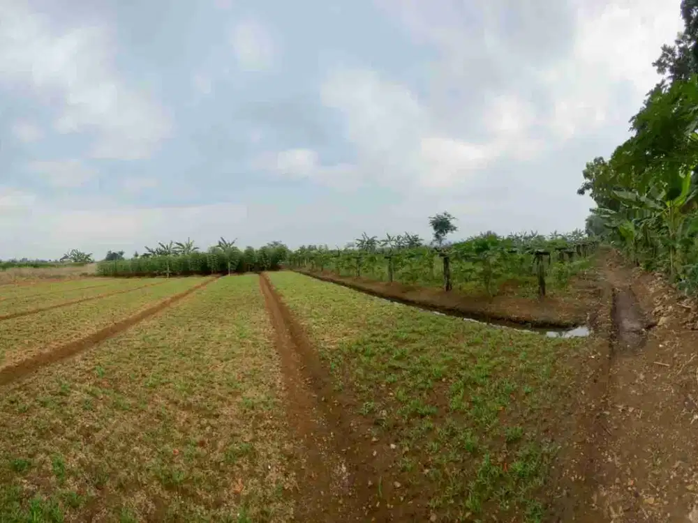 Dijual Tanah Kebun luas.Tanah Datar.Ngantong.