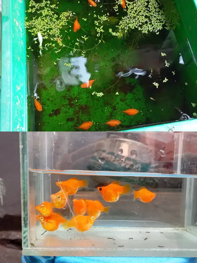 Ikan Molly dan platy green