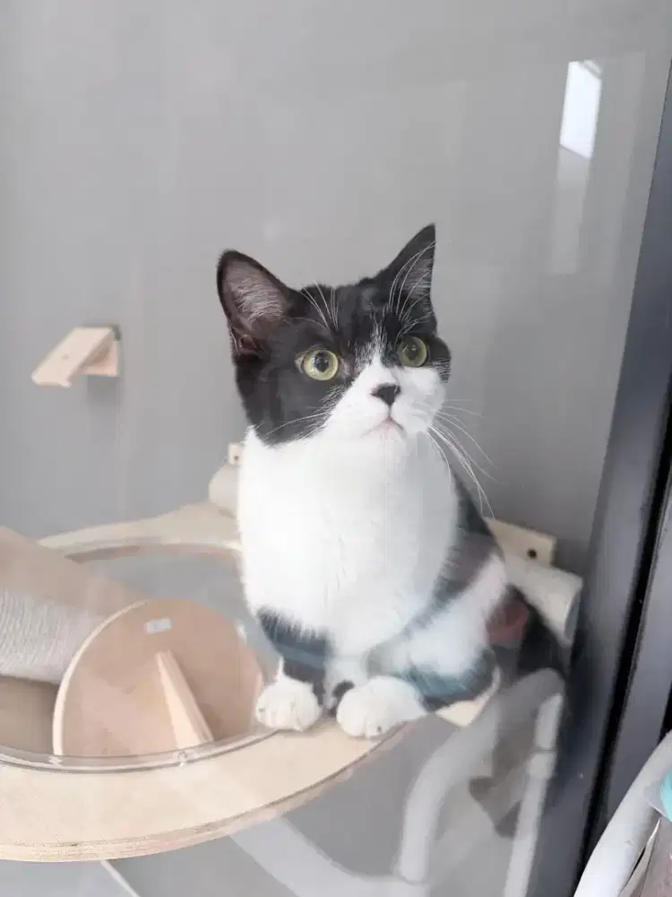 Kucing Munchkin
