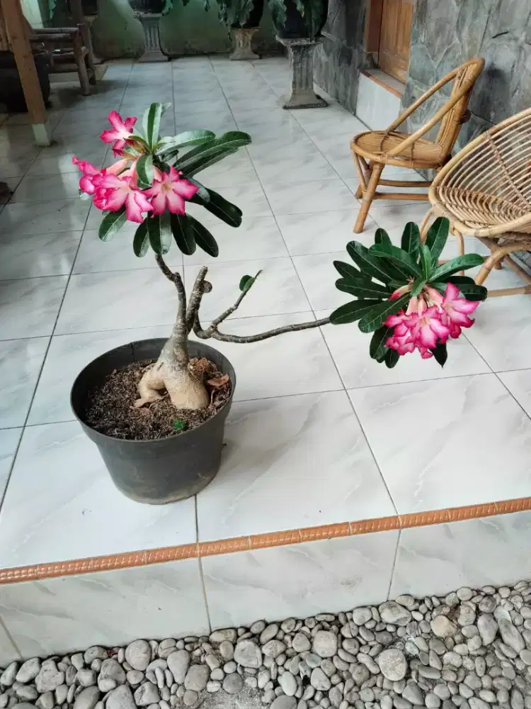 Bunga Adenium Bonggol Besar Size C