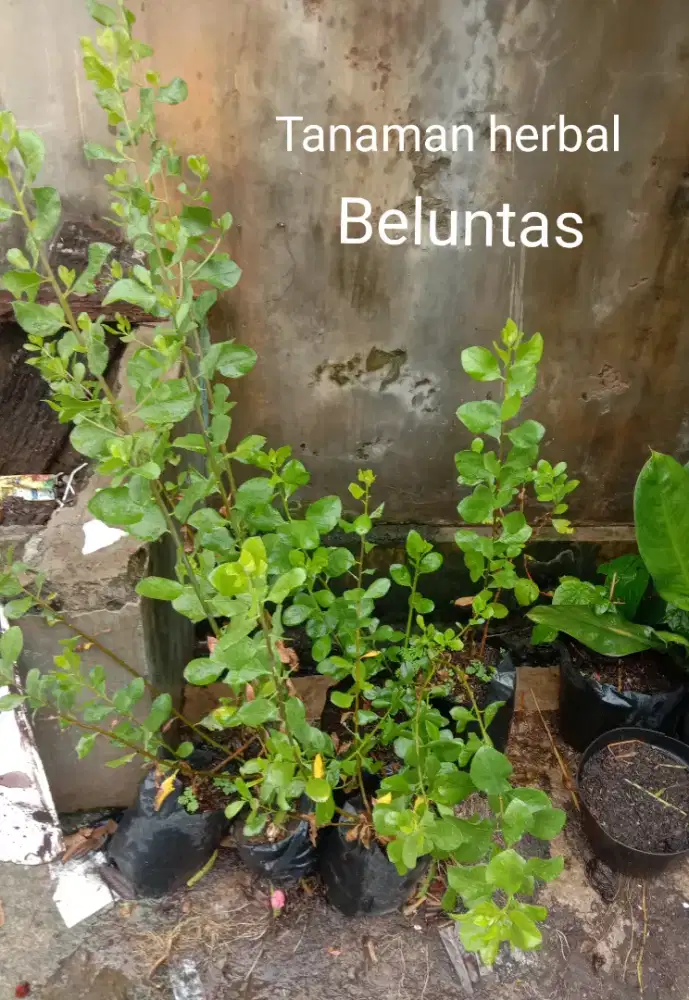Tanaman Obat Daun Beluntas
