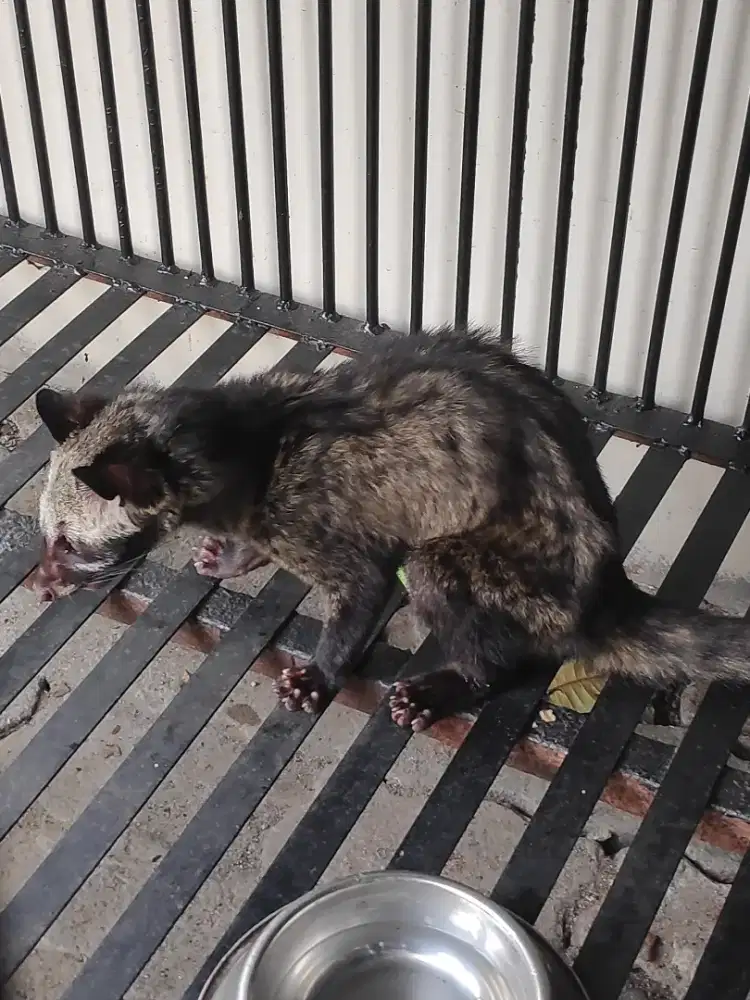 Dijual musang dewasa