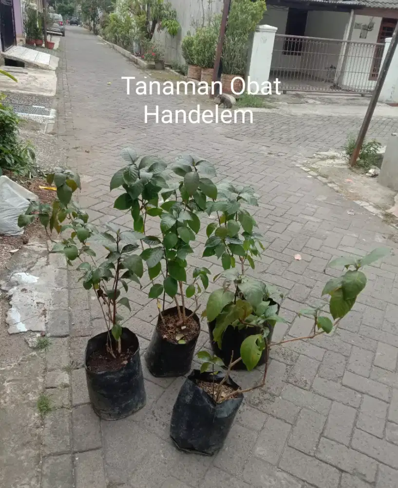Tanaman Obat Daun Handelem