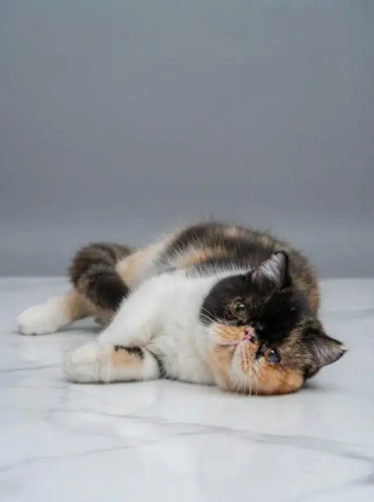 Exotic shorthair Calico !