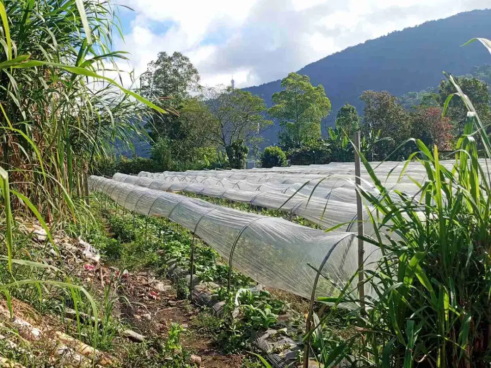 Tanah Dekat Area Wisata Tabanan Bali Luas 1250m