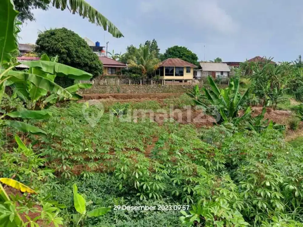 Tanah Luas 3.378 M² SHM di Pasir Pogor Bogor, Dekat Warso Farm Durian - Cocok untuk Investasi & Kebun