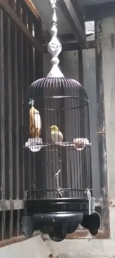 Burung peleci jantan buxtomi harian gacor