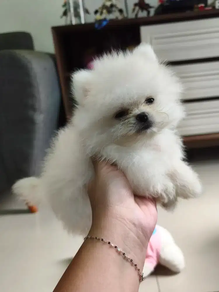 Superminipom Jantan