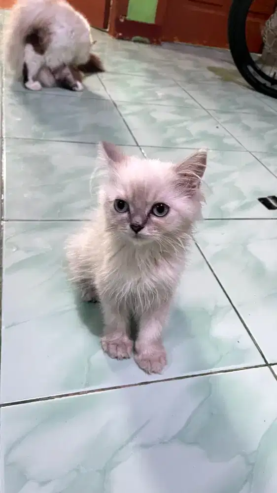Kitten ragdoll non pedigree