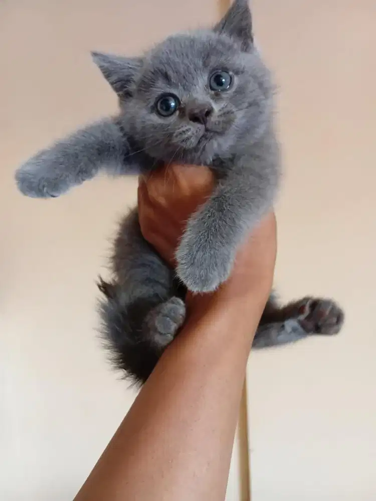 British shorthair