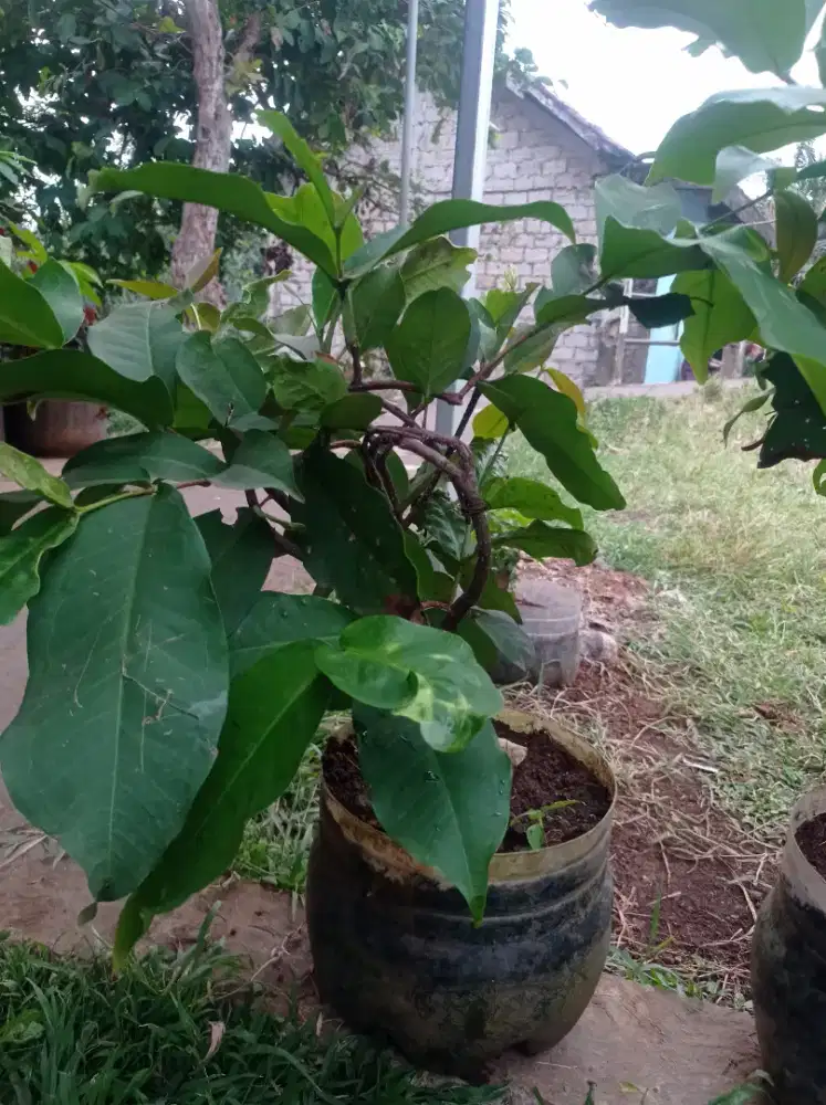 Tanaman pendek berbuah dalam pot