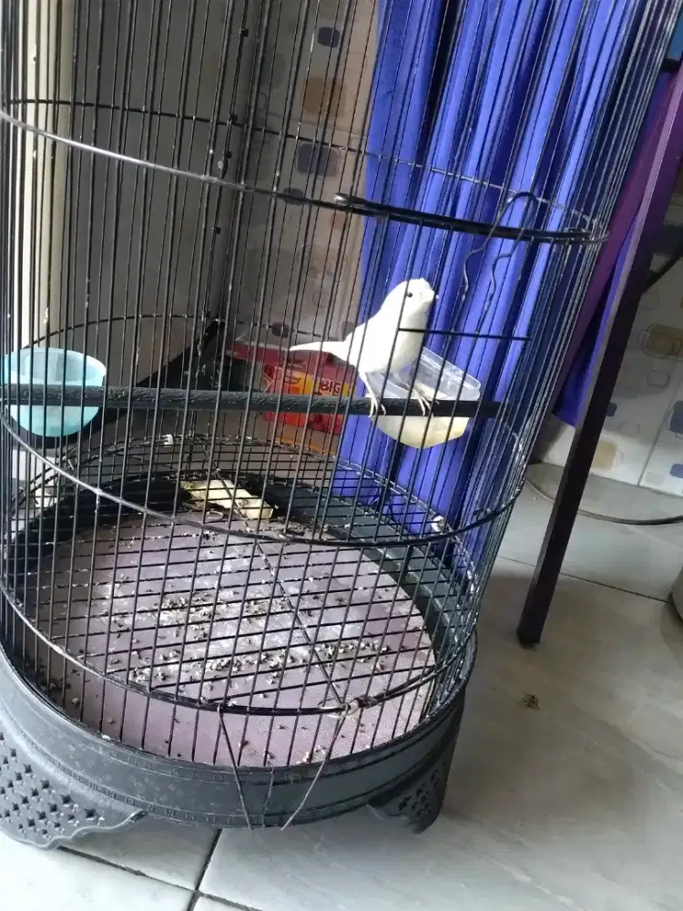 Burung af body ramping panjang gacor