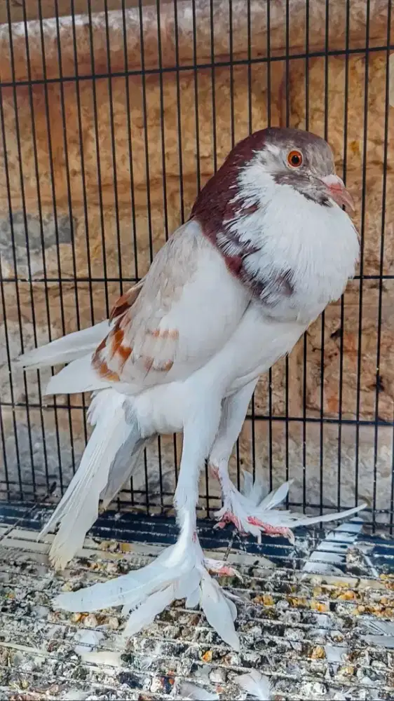 Merpati Hias Muda