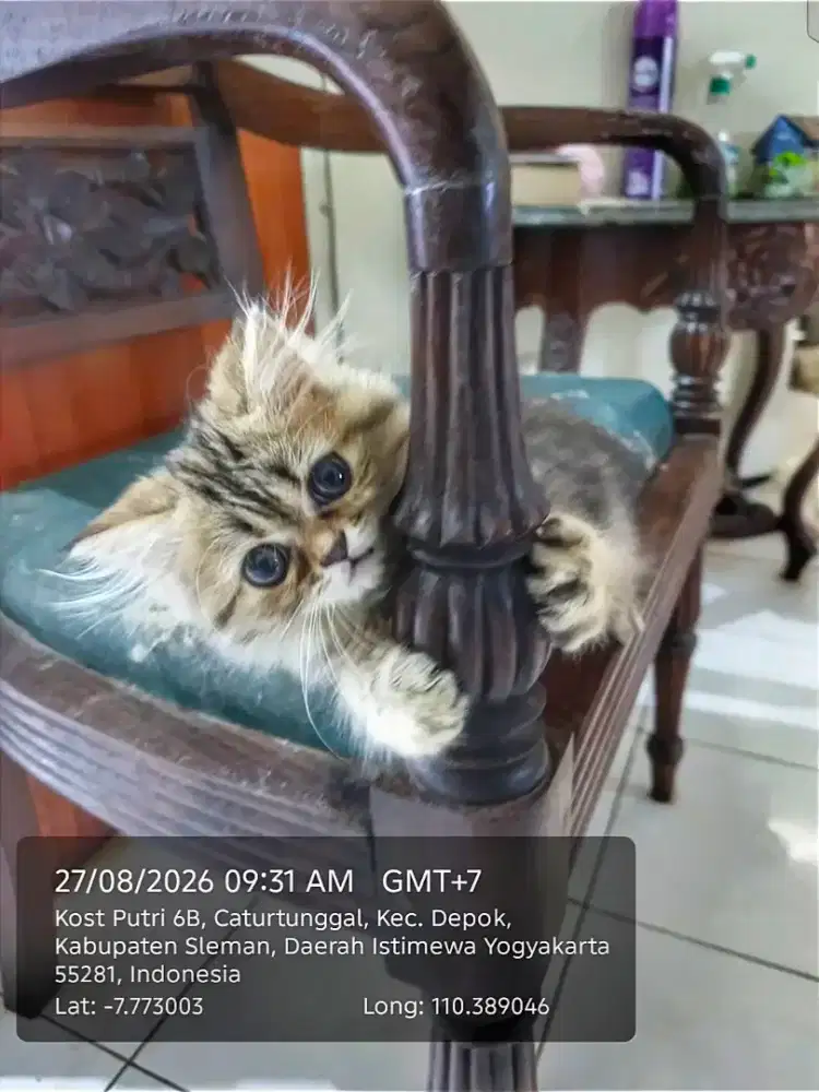 KITTEN PERSIA UNYU UNYU