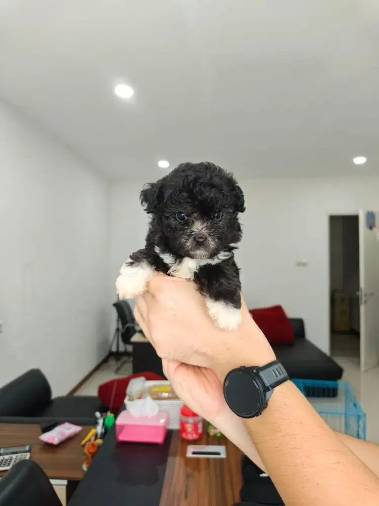 Toy Tiny Poodle Light Silver Jantan Betina