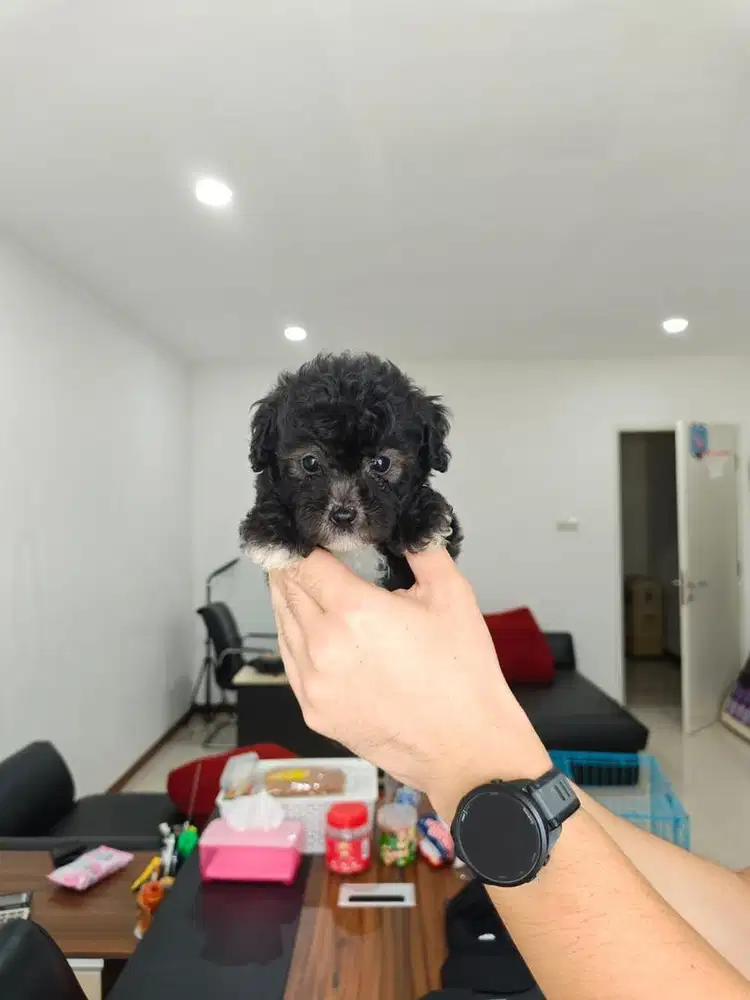 Toy Tiny Poodle Light Silver Jantan