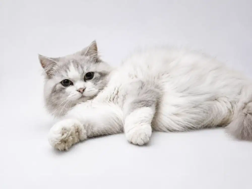 Kucing ragdoll non pedigree