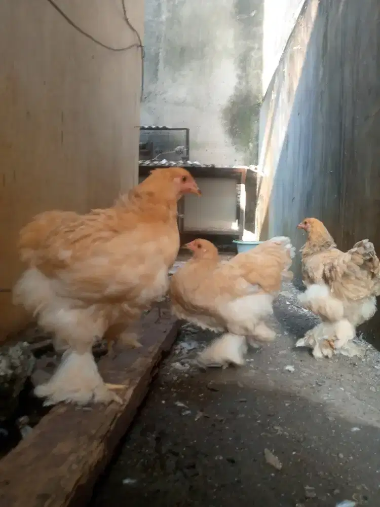 Ayam Brahma Murni