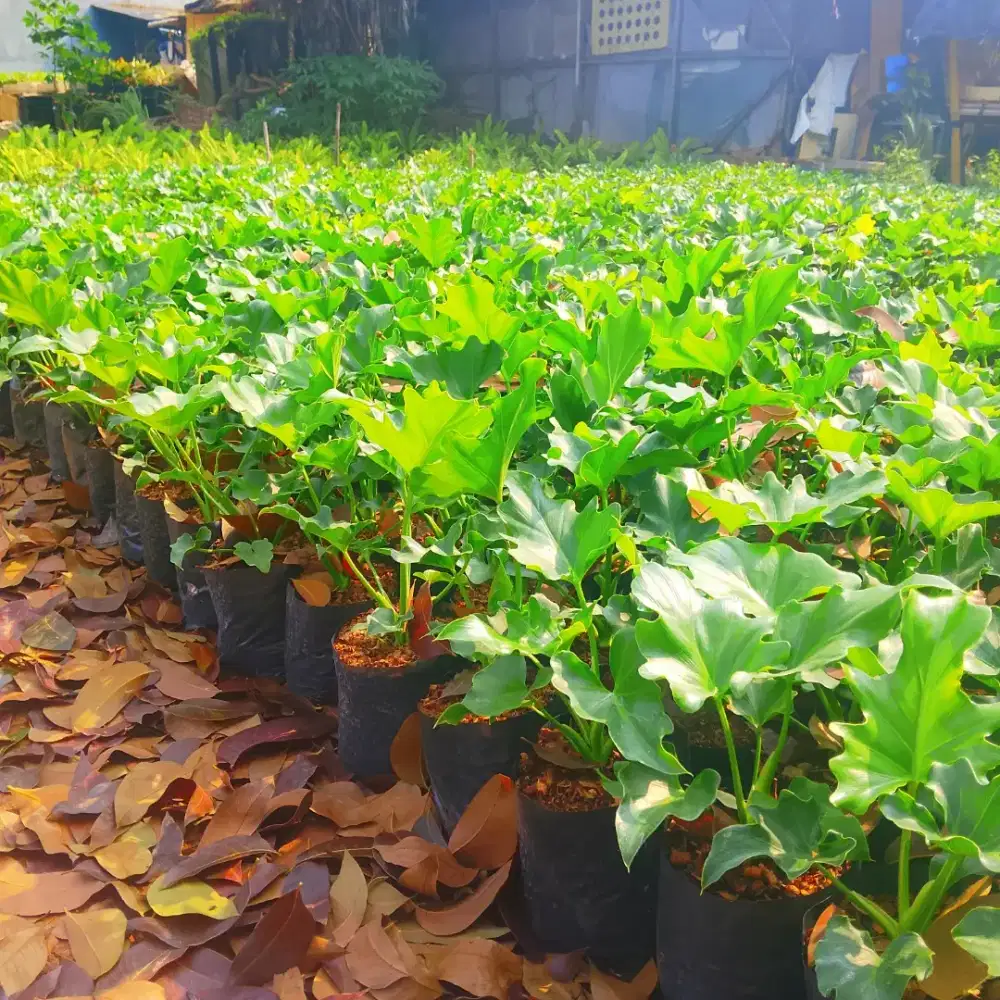 Jual Tanaman Philo