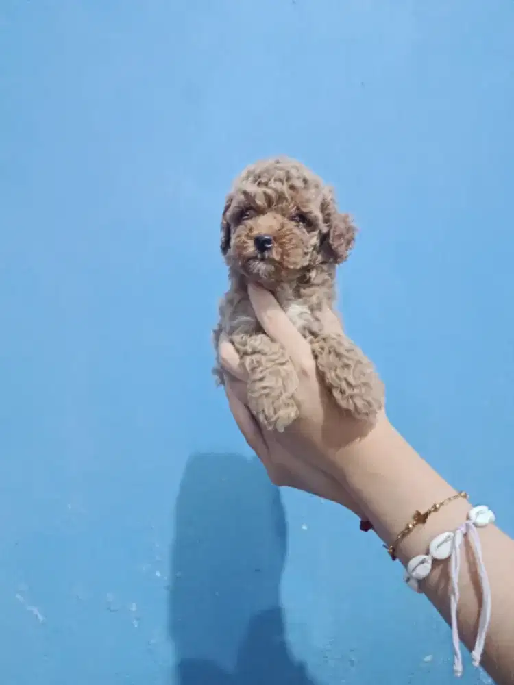 Anjing poodle umur 1,5 bulan