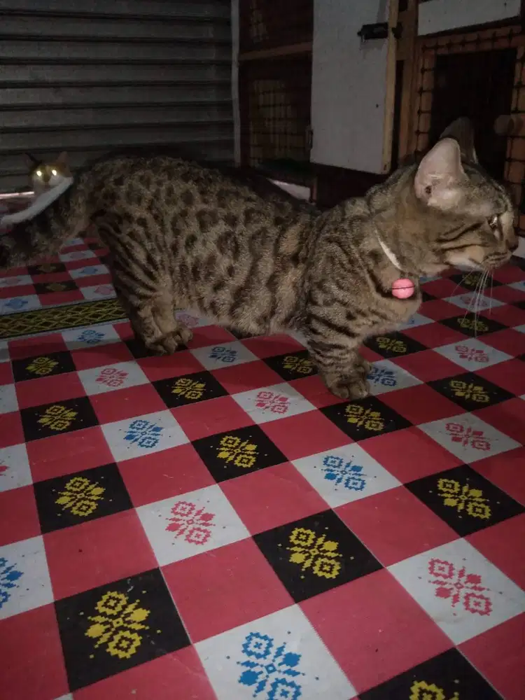 Kucing Munchkin genneta