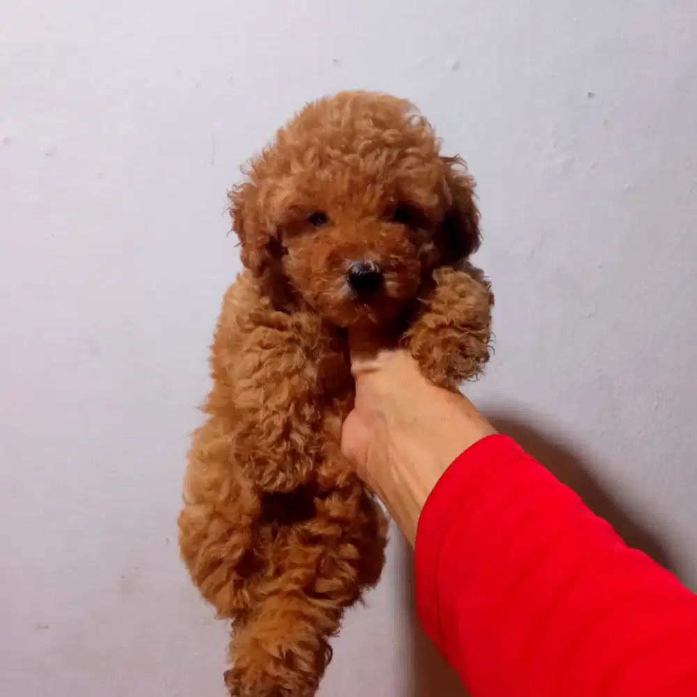 Red tiny poodle jantan