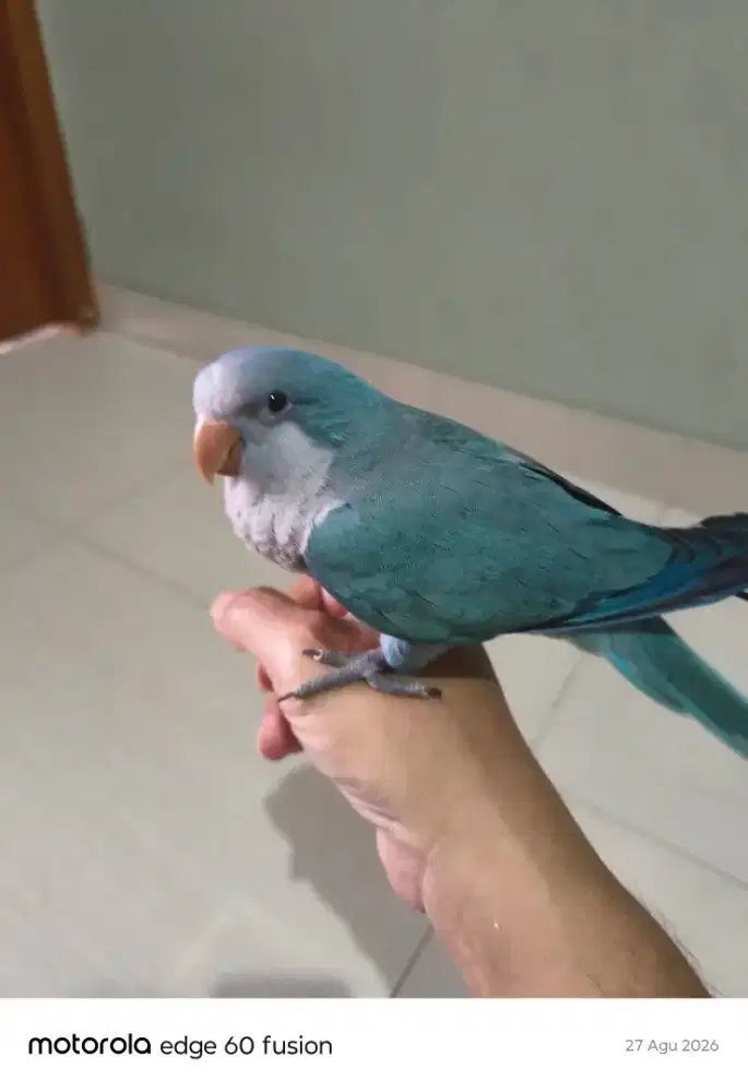 Burung monk blue parakeet