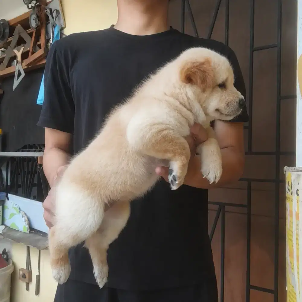 Anak anjing Ras Besar