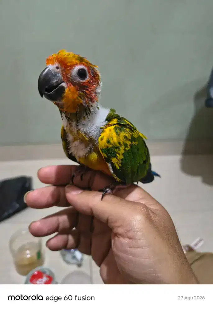 Baby Sunconure high yellow