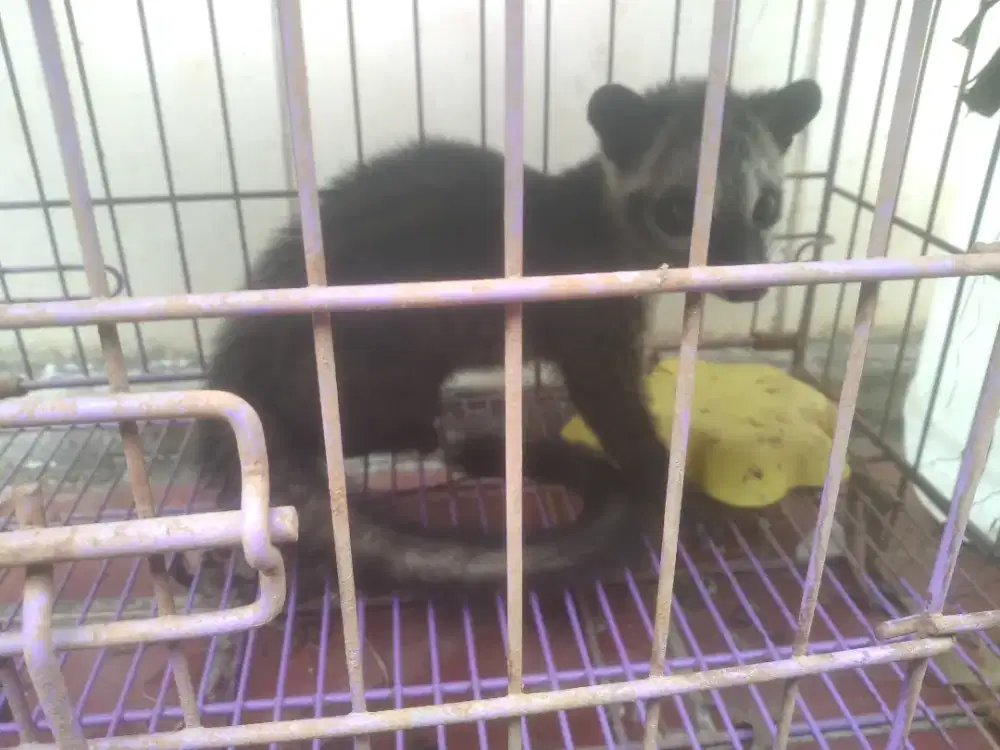 Musang pandan murah