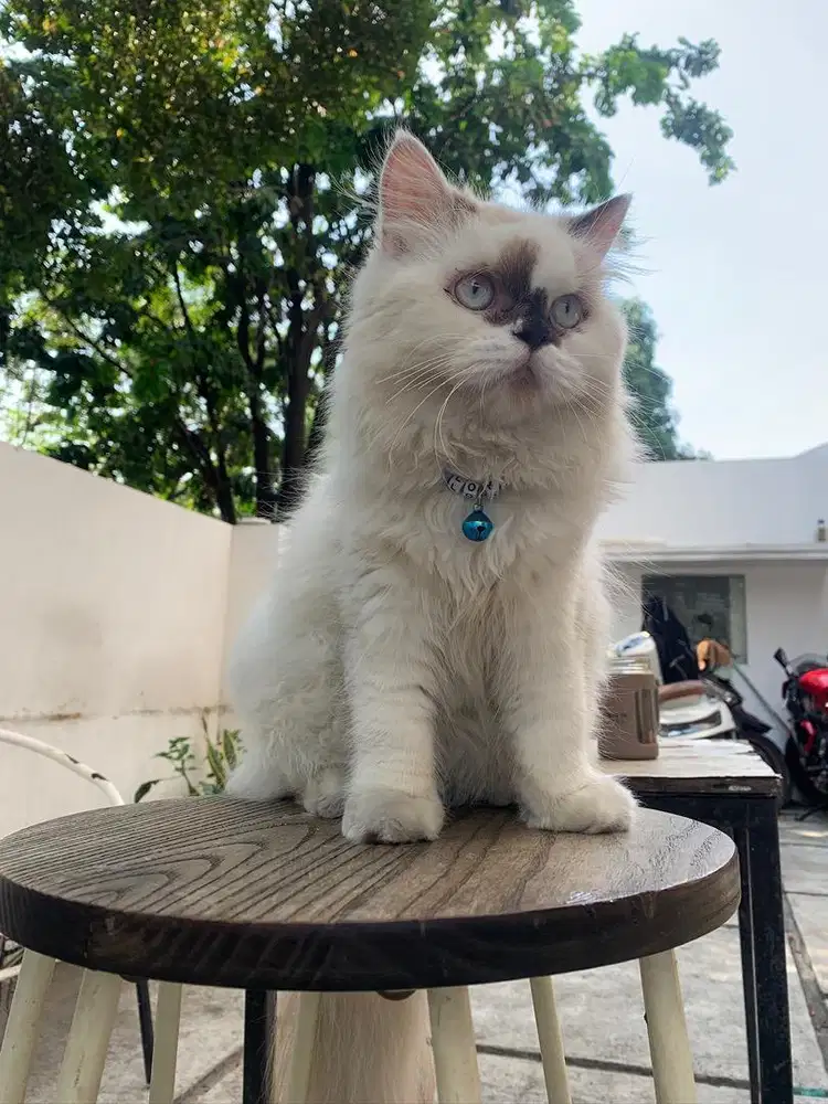 Kucing ragdoll terawat