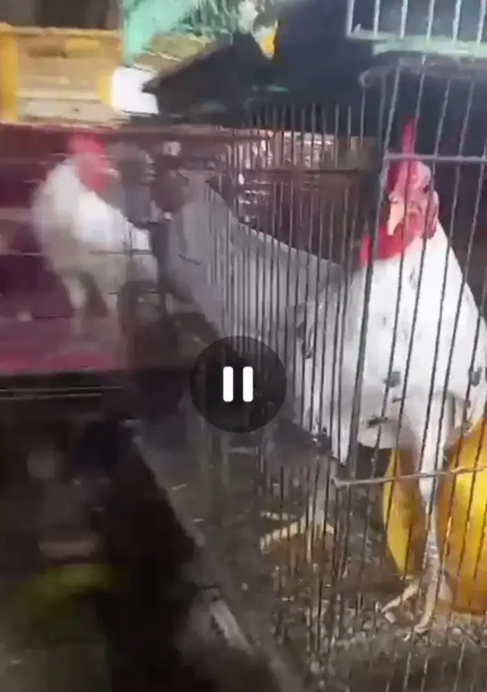 Ayam ketawa sepasang disko